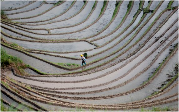 Longji Rice Terraces 3